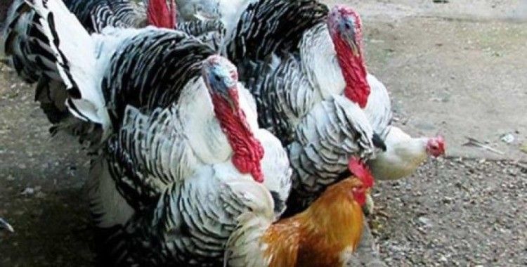 Tavuk ve hindi eti üretimi Ocak’ta azaldı
