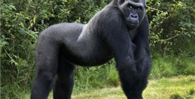 Rüyada goril görmek