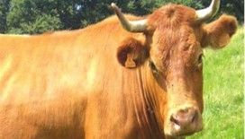 KKTC’de deli dana şüphesi 1 ölü