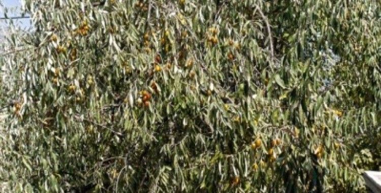 Rüyada iğde ağacı görmek