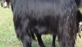 Rüyada iğdiş ve beygir görmek