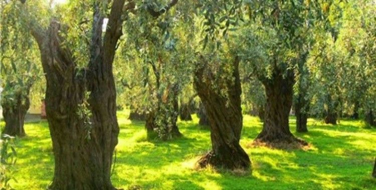1300 yıllık zeytin ağacı kaderine terk edildi