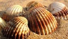 Rüyada kabuk görmek