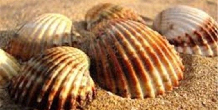 Rüyada kabuk görmek