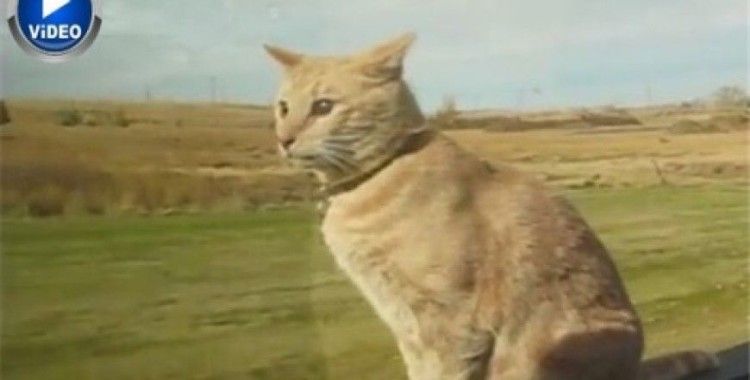 Dünyanın en rahat kedisi