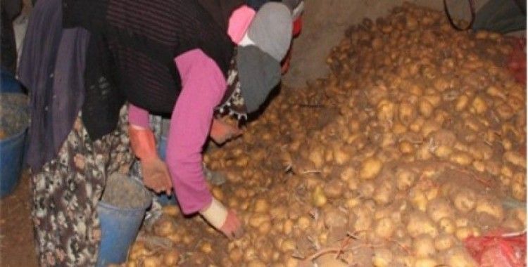 Afyonkarahisar patates üretiminde Türkiye'de 4. sırada yer aldı