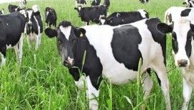 Rüyada inek görmek