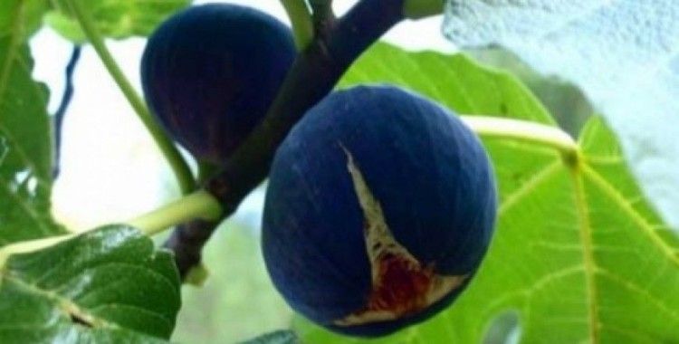  Rüyada incir ağacı görmek