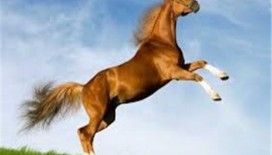 Rüyada kahverengi at görmek