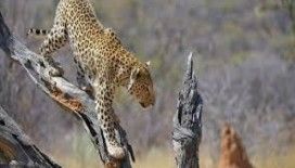 Rüyada inmek görmek