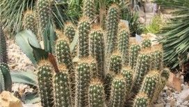 Rüyada kaktüs görmek