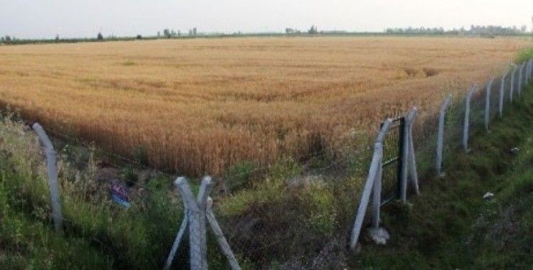 Çukurova'da hasada hazırlanan buğdaya tel çitli, demir kapılı koruma