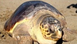 Rüyada kaplumbağa görmek