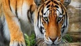 Rüyada kaplan görmek