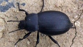 Rüyada kara böcek görmek