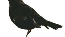 Rüyada kara kuş görmek