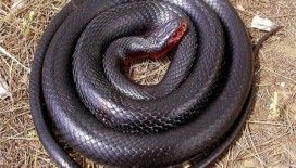 Rüyada kara yılan görmek