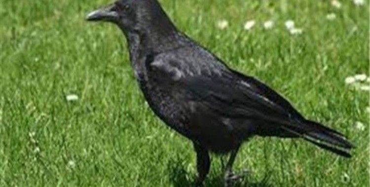 Rüyada karga görmek