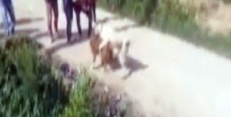 Denizli'de köpek dövüştürenlere 15 bin lira ceza