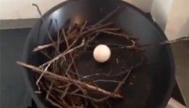 Eve giren güvercin ardında bir sürpriz yaptı