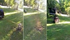 Ağacın kökünü ciple sökmek isteyince...