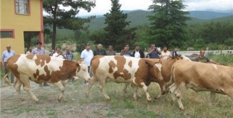 Niksarlı süt üreticilerine hayvan desteği