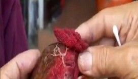 ​Horozun gözlerinden çıkanlara inanamayacaksınız !