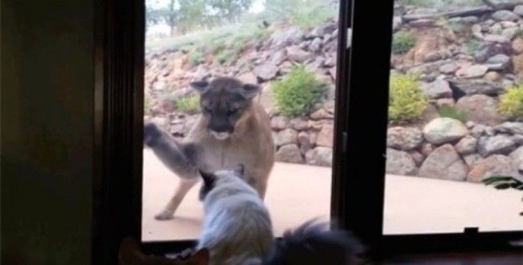 Kedi ve aslan karşı karşıya gelirse...