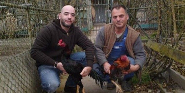 Almanya'nın en güzel Hint horozu bir Türk'ün