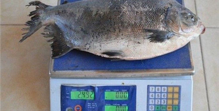 İznik Gölü'nde 2,5 kilogramlık pirana yakalandı