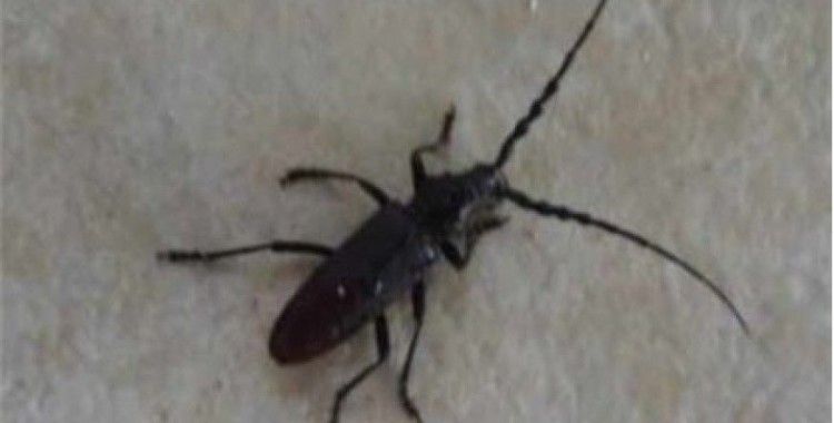 İBB'den teke böceği ile mücadele çalışması