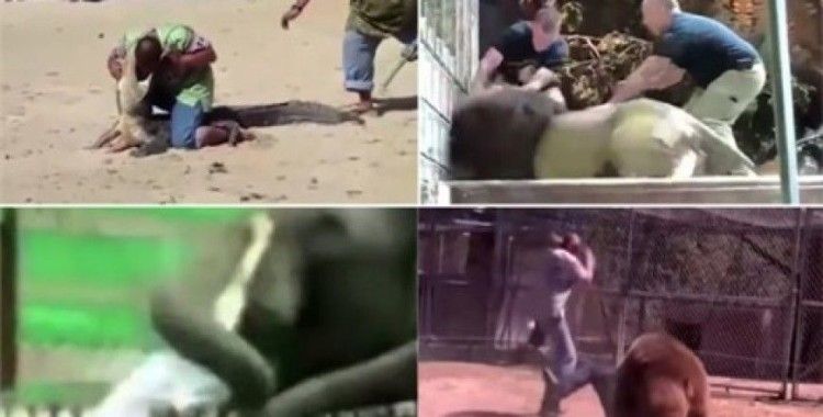 ​Öfkeli hayvanların gazabı !