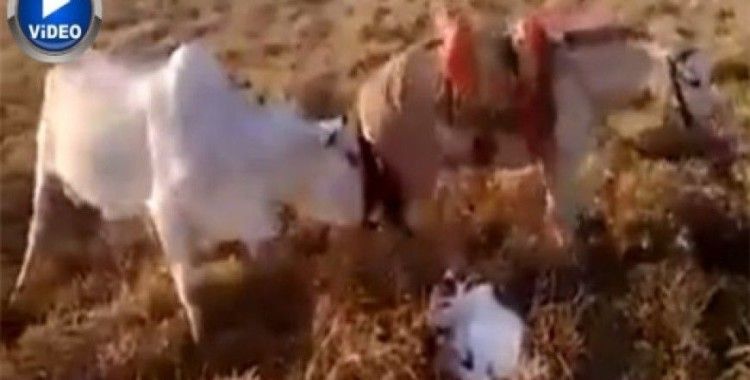 Sen çoban köpeği değilsin !