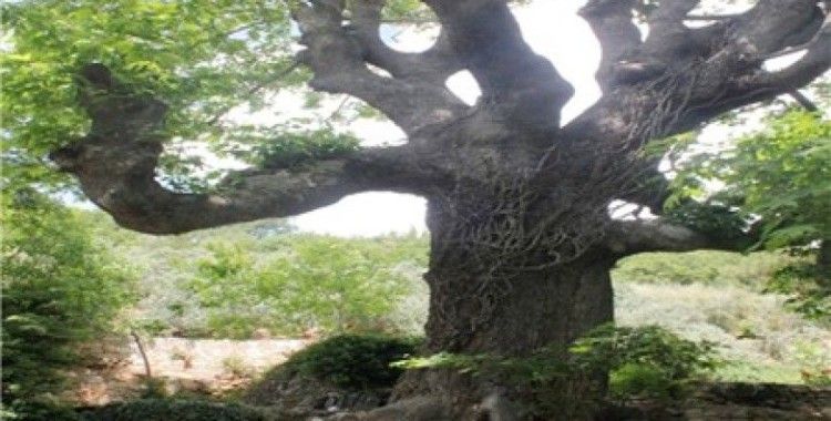 Muğla'daki Anıt Ağaçların envanteri çıkarıldı 