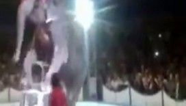  Tonlarca ağırlıktaki fil yere böyle düştü