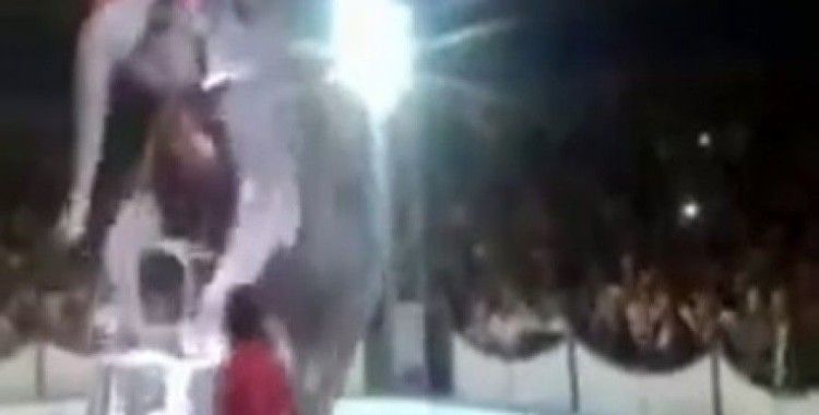  Tonlarca ağırlıktaki fil yere böyle düştü