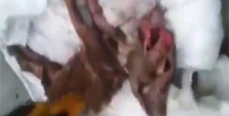 ​Kalp masajıyla hayata döndü