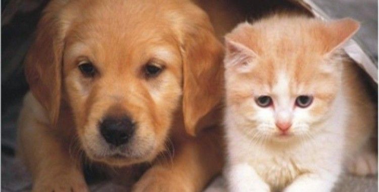 Kedi-köpek maması sektörü hızla büyüyor 