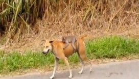 Köpek minik maymunu evlat edindi