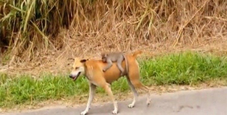 Köpek minik maymunu evlat edindi