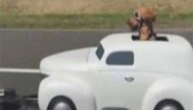 Sevimli köpeğin ilginç seyahati