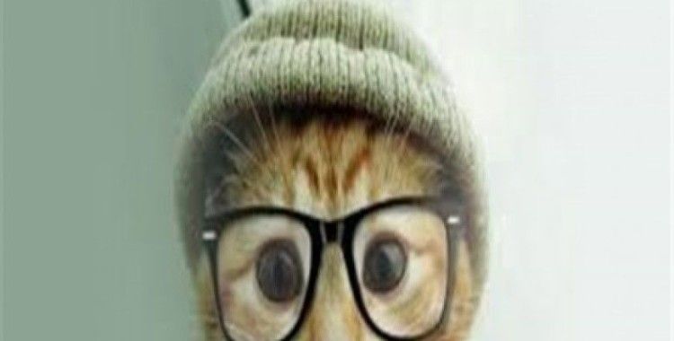 Bu kedi gözlük takıyor