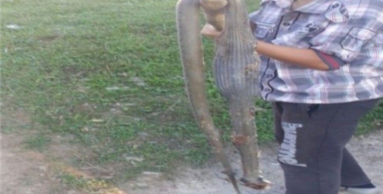 Ordu’da 13 yaşındaki çocuk 2 metrelik yılanı öldürdü