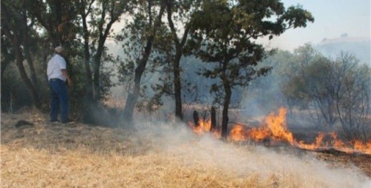 Bayramiç'te orman yangını 