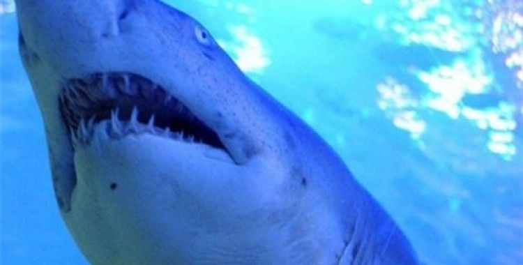 Köpekbalığı 65 yaşındaki sörfçüyü ağır yaraladı