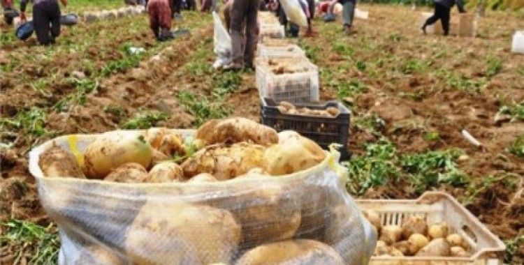 Patateste Mildiyö iddiası, Ödemişli üreticileri ayağa kaldırdı