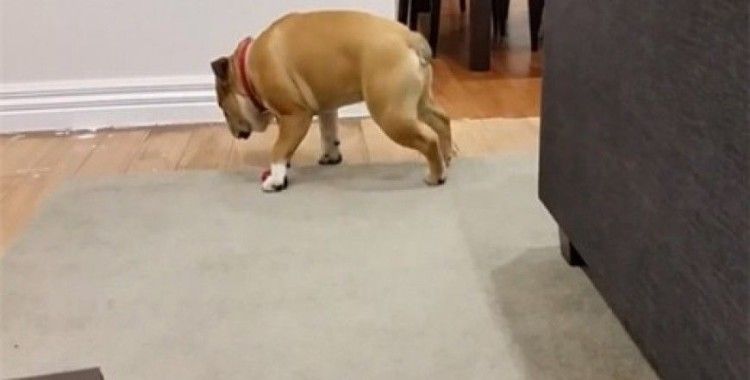 Sevimli köpek ayakta uyudu