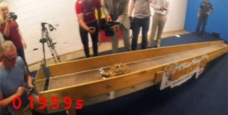 Dünyanın en hızlı kaplumbağası o !