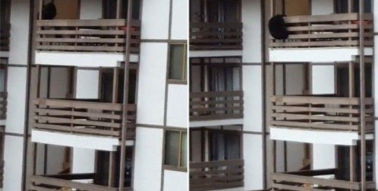 Aç ayı 3 katlı binaya tırmandı