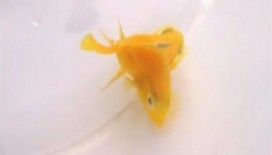 Çift başlı balık görenleri şaşırtıyor